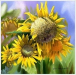 신종식 화백의 색 맑은 수채화 그림