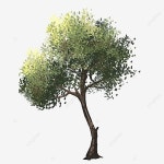 나무, 나무, 녹색나무, 나무 PNG 일러스트 및 이미지 에 대한 무료 다운로드 - Pngtree