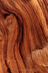 Trees에 관한 82개의 최상의 Pinterest 이미지 | 숲, Mother nature 및 생명나무 Trees