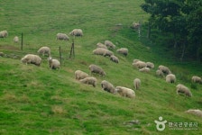 Daegwallyeong Sheep Farm (대관령 양떼목장) | 동물