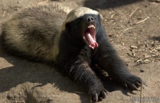 In the Life of a Honey Badger | 동물