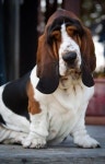 Épinglé par 김태헌 sur 강아지 en 2020 | Chiots basset, Chien basset hound, Chien basset