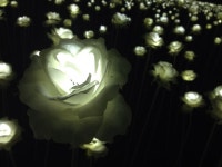 밤에 피는 꽃 2 | Paper lamp, Novelty lamp, Table lamp