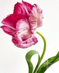 Botanic Art: Old School vs. Photographic Art - 2020 | 아름다운 꽃, 꽃 세밀화, 그린 꽃
