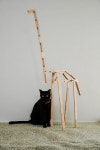 cat에 관한 18개의 최상의 Pinterest 이미지 | 새끼 고양이, 검은 고양이 및 Crazy cat lady cat