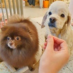 그레이스펫그루밍스튜디오 신경희 on Instagram: “껌의 유혹! #그레이스패밀리카이쿠마” in 2020 | Dogs, Animals, Blackpink
