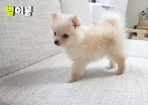 puppy에 있는 쑥쑥님의 핀 - 2020