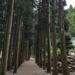 Photos tagged with #보성다원