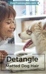 Daisy에 관한 22개의 최상의 Pinterest 이미지 | 애완동물, 강아지 및 도움말 Daisy