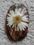 Pressed daisy on beach wood (with the help of some mod podge) | 압화공예