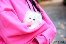 바른분양  010-5194-1471  카톡아이디: bbdoggy  경기도 수원시 영통구 이의동 1347-2 G타워  https://ift.tt/2… | Sweatshirts, Cats, Fashion