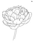 Fine line botanical drawing | 스케치북