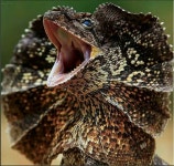 Alligator with Open Mouth | 파충류, 귀여운 동물, 목도리도마뱀