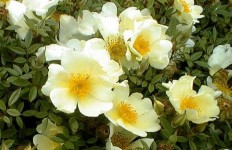 San Marcos Growers >Rosa Happenstance ROSA HAPPENSTANCE | Plant images, Shrub roses, Plants