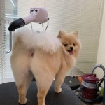 Watch the Best YouTube Videos Online -  모찌 그루밍데이 . . . #20190323 #메이트동물병원 #부분미용 #탄산스파 #dog... 