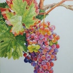 working on drawing. Grape-3 completion#보타니컬아트#꽃그림# Watercolor pencil# botanicalart | 꽃 그리는 법, 꽃그림