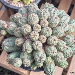 오베사 1396(Euphorbia obesa (Baseball Plant) ) - 선인장(Cactus)
