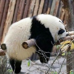 「아련한 화화」おしゃれまとめの人気アイデア｜Pinterest｜ShinYoung Kang | 動物, 動物 かわいい, パンダ