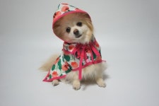 강아지우비만들기강아지비옷 레인코트만들기방수천으로 만들기강아지옷만들기안녕하세요? 러블리쏭입니다요... - 2020 | 강아지 비옷, 강아지 옷