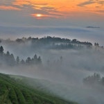 Photos tagged with #보성다원