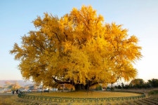 천 년을 품은 황금빛, 원주 반계리 은행나무 이야기