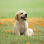 Fds Pin by Kue on 회원님이 만든 핀 | Puppies, Dogs, Cute dogs