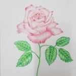 @ball1004ball | 색연필, 장미, 꽃