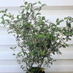 [마오리소포라] J0370 -동일품 배송- 높이50cm 폭30cm(Sophora Prostrata &amp;#039;Little Baby&amp;#039;) - 공기정화식물(...