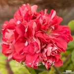 한국제라늄 위드빅토리아(Pelargonium(Geranium)) - 관엽식물(Foliage)