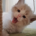 Pin on 렉돌 Rag doll - 폴집사