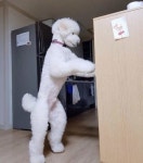 반려동물: 스탠다드 푸들 🥱