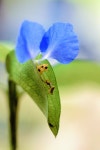 Dayflower | 꽃