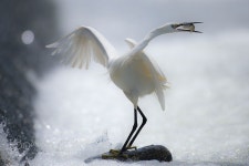 쇠백로 by 55abk | Nature birds, Birds, Nature