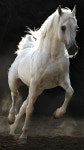 Horse에 관한 38개의 최상의 Pinterest 이미지 | 아름다운 말, 귀여운 동물 및 백마 Horse