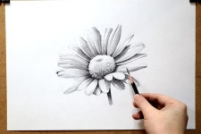 꽃그리기 pencil drawing 꽃그리기 pencil drawing | Pencil drawings, Drawings, Pencil
