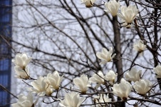 Pin page magnolia blossoms in KMU 민주광장의 목련화