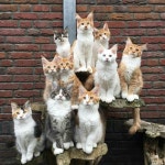 Kitties!에 관한 248개의 최상의 Pinterest 이미지 Kitties!