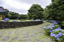 3일 밤 망설이다가 알려주는 제주 수국명소 14곳 | Outdoor, Outdoor decor, Sidewalk