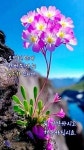 시골 사진 | 일요일 아침 인사 이미지, 좋은 아침 꽃, 꽃 사진