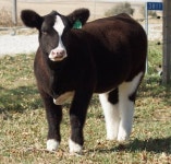 Cows에 관한 67개의 최상의 Pinterest 이미지 | 농장 동물, 시골 생활 및 소 Cows