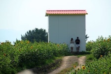 60만 송이 해바라기 물결이 장관을 이루는 곳 ‘함안 강주문화마을 해바라기 축제’ ‘Gangju Cultural Village Sunflower... 