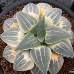블루피그마에아금 호반 자구 - 주성농원(Haworthia pygmaea) - 하월시아(Haworthia)