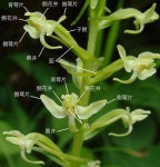 「야생란 3」おしゃれまとめの人気アイデア｜Pinterest｜SANG CHUL BYUN【2021】 | 多年草, 花期, 花