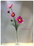 코스모스 (아트플라워 조화공예 한지꽃 지화 종이꽃 페이퍼플라워 코사지 에바폼) | 아름다운 꽃, 꽃다발, 꽃 예술