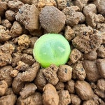 R라튬(분채배송)-A1061(Conophytum latum) - 코노피튬(Conophytum)