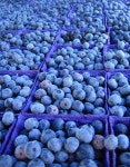 Bl에 관한 34개의 최상의 Pinterest 이미지 | 코발트블루, 터키옥 및 Cobalt Bl