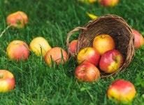 Pin page Pin by 정희 on 과일 그림 | Candy apples, Apple, Old apple logo