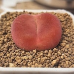 마우가니06-02(판다 1801.1)(Conophytum maughanii) - 코노피튬(Conophytum)