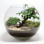 •플랜테리어 Terrarium 으로 나만의 아늑한 실내정원 만들기! : 네이버 블로그 - 2020 | 실내식물, 테라리움 식물, 다즙식물 정원
