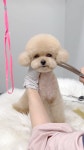 Watch this reel by montrasche on Instagram - 2023 | 애견, 곰, 강아지